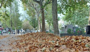 "J'en ramasse beaucoup" : Des feuilles mortes tombent en plein mois d'août à cause de la canicule