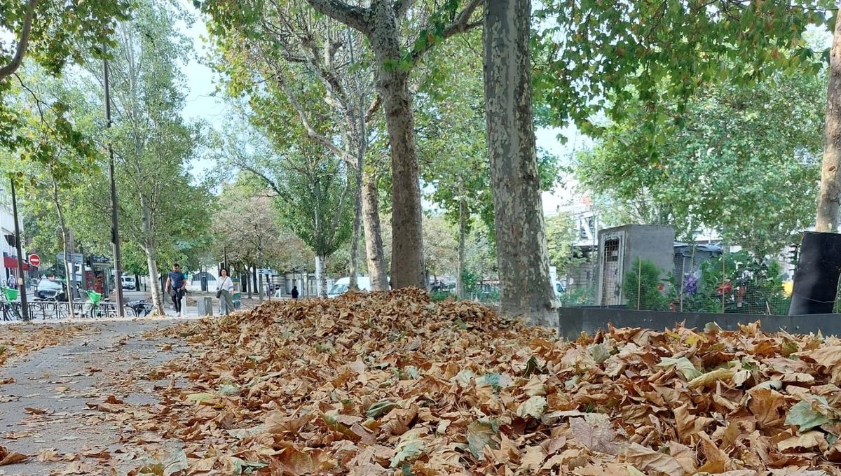 "J'en ramasse beaucoup" : Des feuilles mortes tombent en plein mois d'août à cause de la canicule