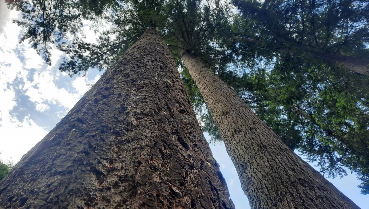 Plus de 66 mètres, le plus grand arbre de France se trouve dans la Loire