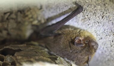Strasbourg : des chauves-souris se retrouvent coincées dans le palais Rohan, le musée ferme ses portes