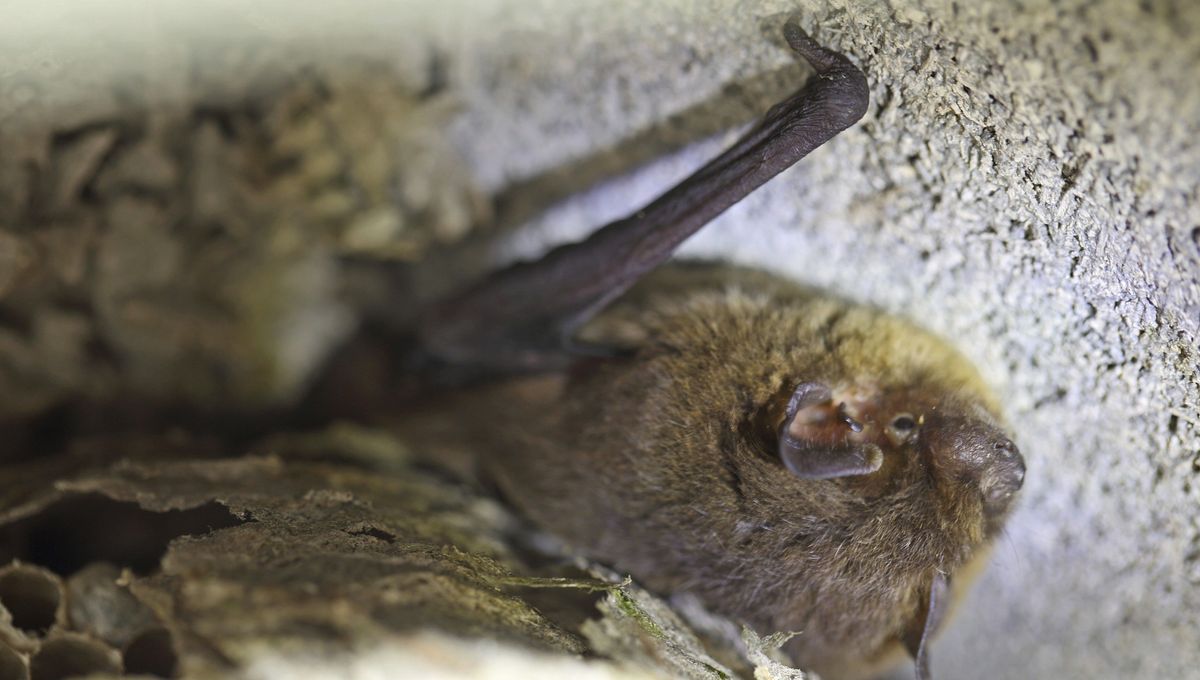 Strasbourg : des chauves-souris se retrouvent coincées dans le palais Rohan, le musée ferme ses portes