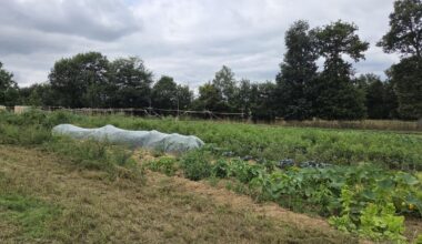 Près de Rennes, des migrants cultivent des fruits et légumes bio pour les donner aux Restos du cœur