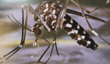 Des lâchers de moustiques tigres stériles cet été pour éviter les piqûres au printemps, à Montpellier