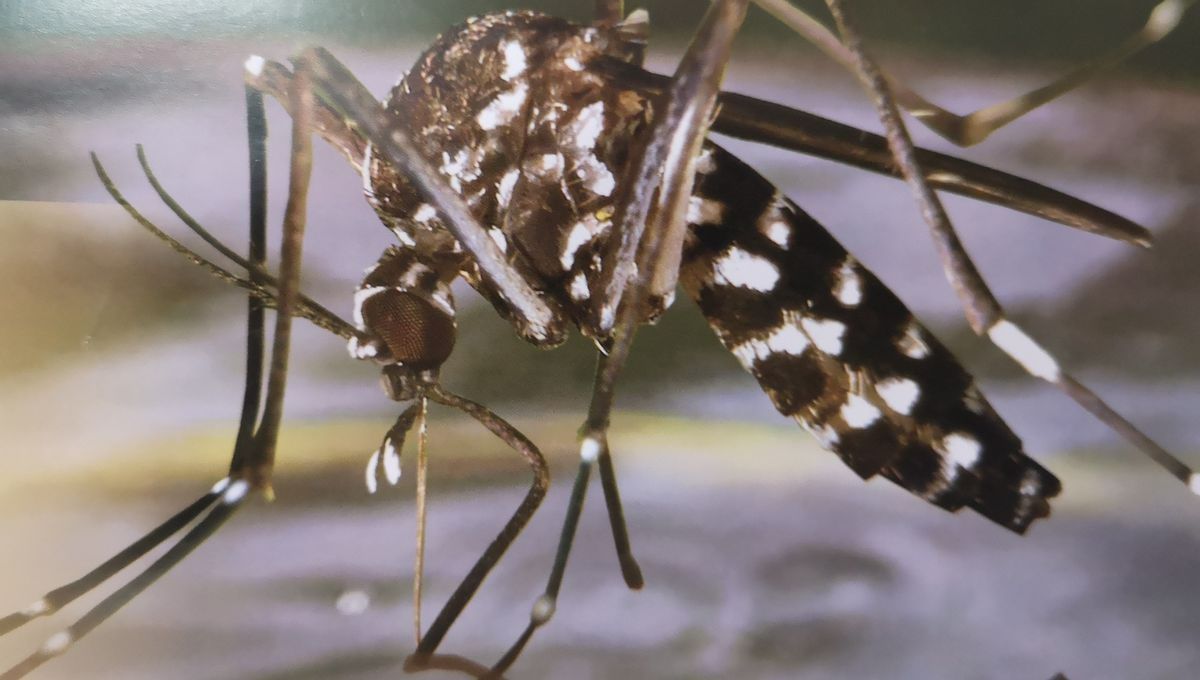 Des lâchers de moustiques tigres stériles cet été pour éviter les piqûres au printemps, à Montpellier