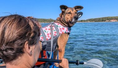 VIDÉO - Des chiens de la SPA de Marseille font du paddle et du kayak dans le Var