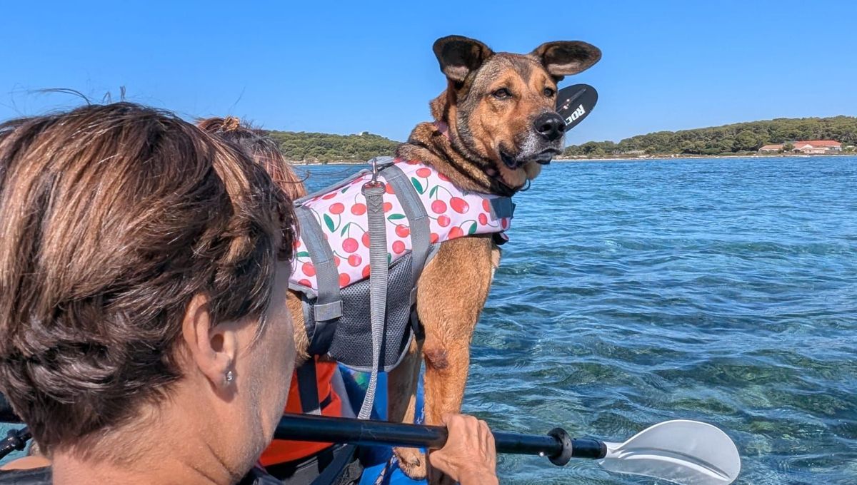 VIDÉO - Des chiens de la SPA de Marseille font du paddle et du kayak dans le Var