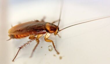 Les cafards ont envahi le centre hospitalier universitaire