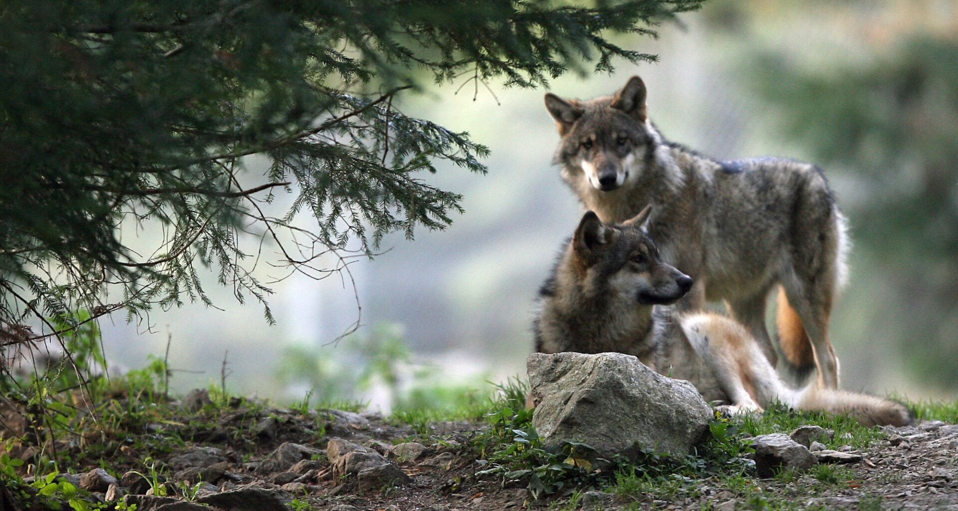 du hard rock pour faire fuir les loups, une méthode aussi insolite qu'efficace