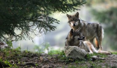 du hard rock pour faire fuir les loups, une méthode aussi insolite qu'efficace