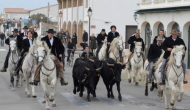 "Il est tombé raide mort", choc frontal rarissime entre deux taureaux