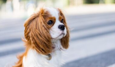 à Nantes, le salon du chiot dans le viseur des animalistes