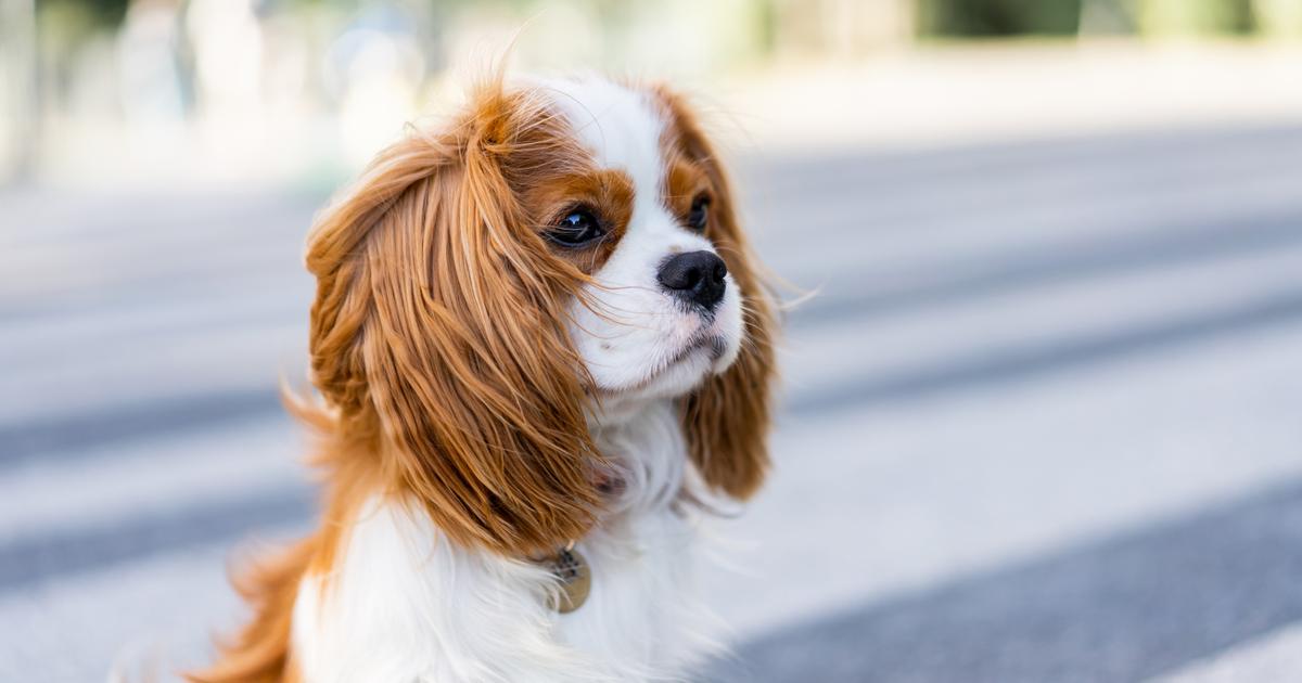 à Nantes, le salon du chiot dans le viseur des animalistes