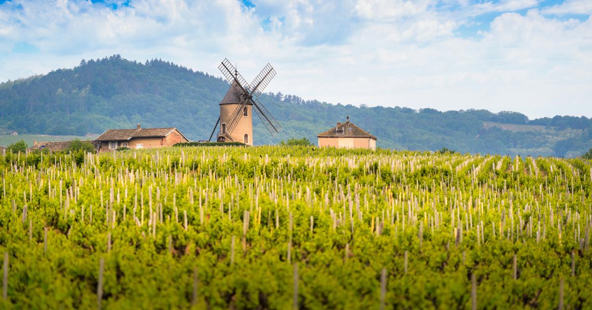 pourquoi le Beaujolais va devenir l’une des plus grandes régions viticoles de France