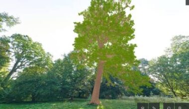 Marseille numérise ses 91 000 arbres pour mieux les préserver