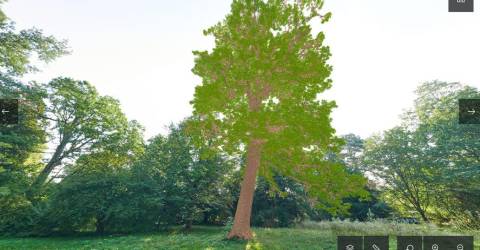 Marseille numérise ses 91 000 arbres pour mieux les préserver