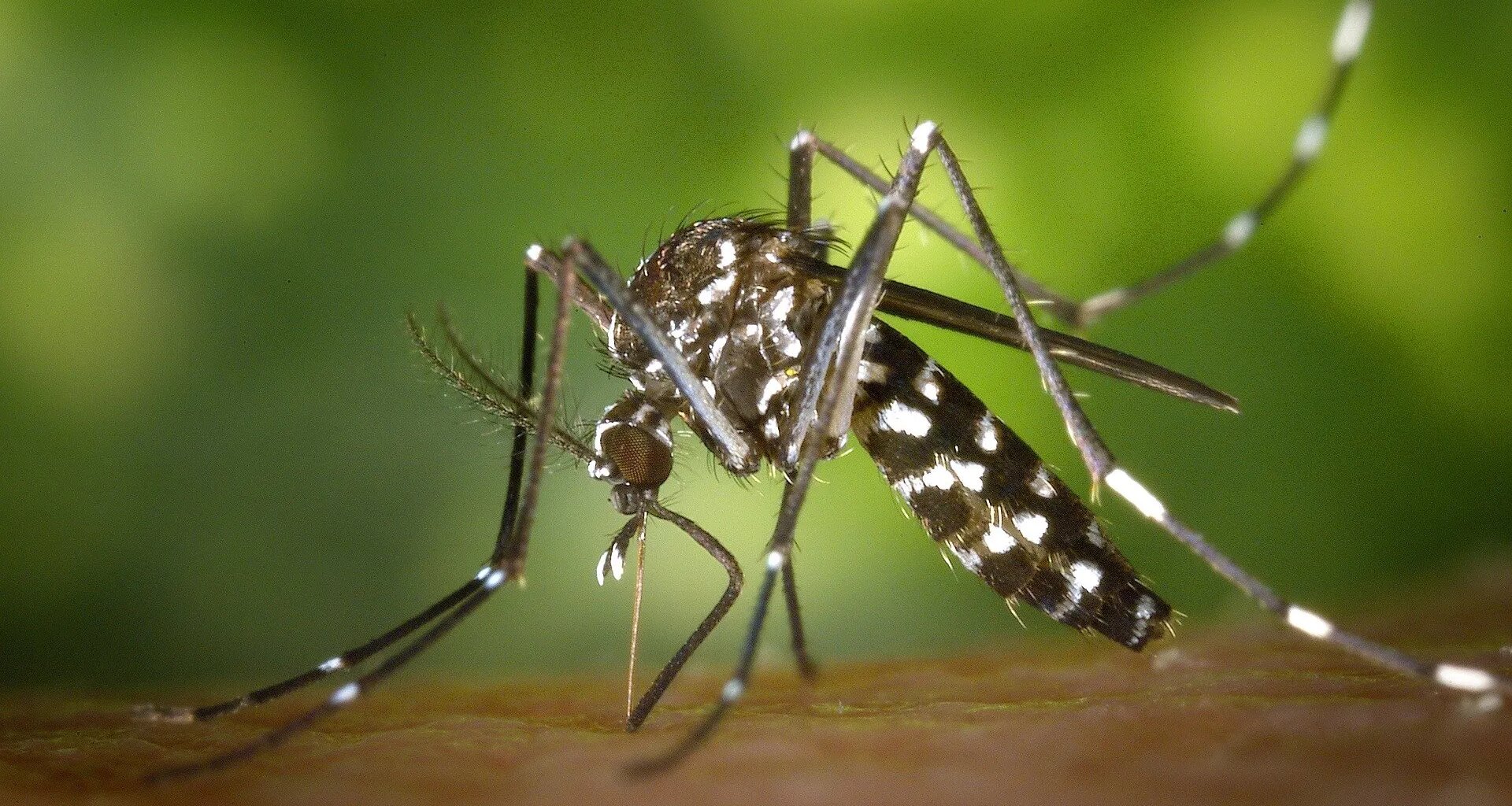 Toute l'actu Top Music - Démoustication à Strasbourg et Truchtersheim après la découverte d’un cas de Zika