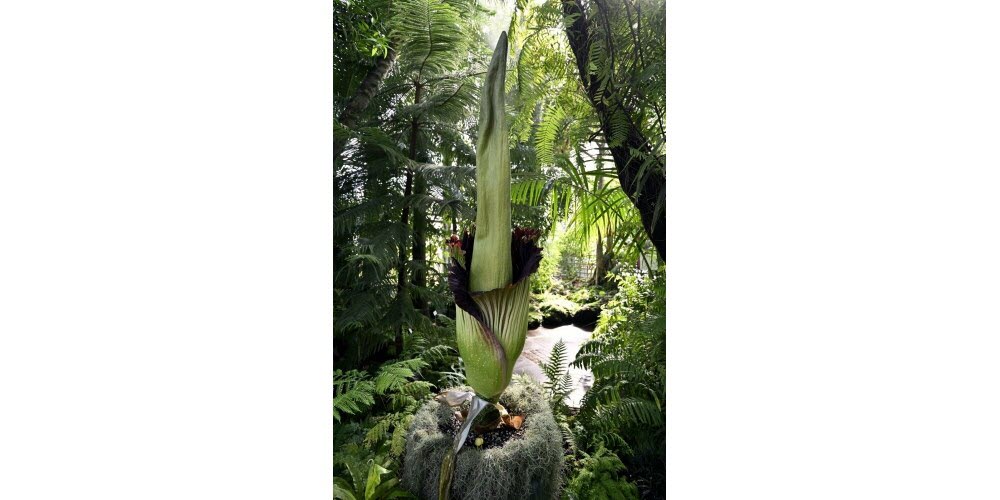 Floraison de "Tintin", qui mesure 216 cm, la plus grande fleur rare au monde le "Pénis de Titan" ou "Amorphophallus Titanum" qui s'ouvre lentement dans une serre du jardin botanique de Nancy. Photo Alexandre Marchi