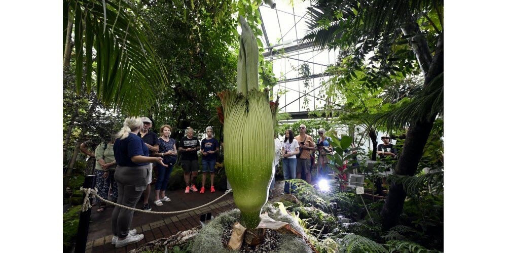 Floraison de "Tintin", qui mesure 216 cm, la plus grande fleur rare au monde le "Pénis de Titan" ou "Amorphophallus Titanum" qui s'ouvre lentement dans une serre du jardin botanique de Nancy. Photo Alexandre Marchi