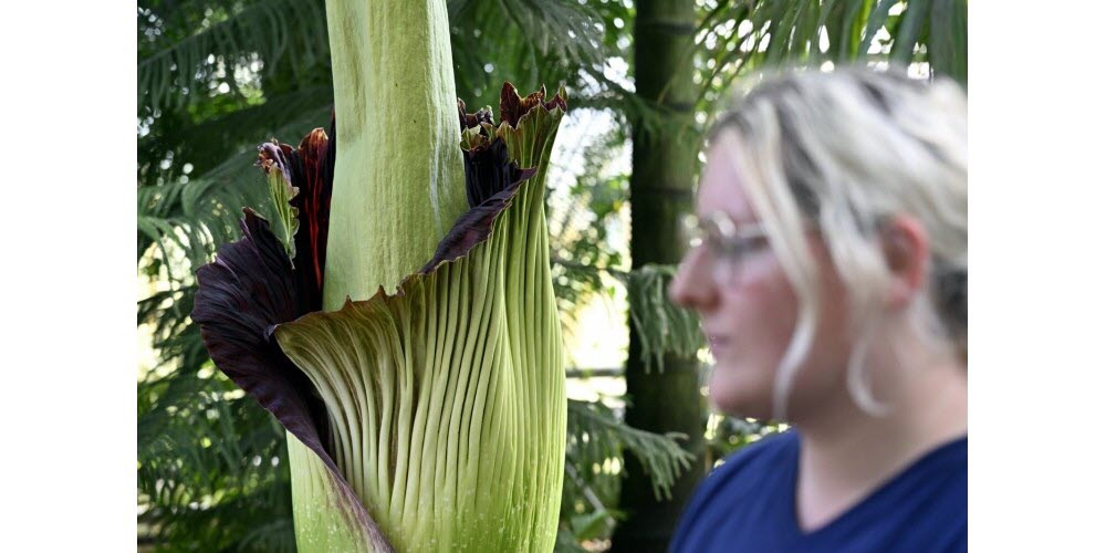 Floraison de "Tintin", qui mesure 216 cm, la plus grande fleur rare au monde le "Pénis de Titan" ou "Amorphophallus Titanum" qui s'ouvre lentement dans une serre du jardin botanique de Nancy. Photo Alexandre Marchi