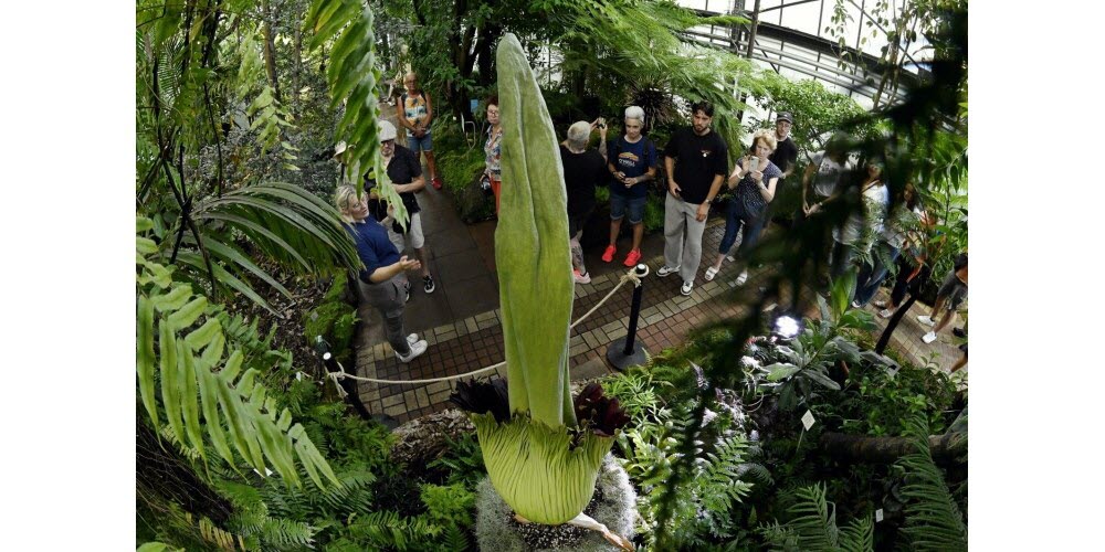 Floraison de "Tintin", qui mesure 216 cm, la plus grande fleur rare au monde le "Pénis de Titan" ou "Amorphophallus Titanum" qui s'ouvre lentement dans une serre du jardin botanique de Nancy. Photo Alexandre Marchi