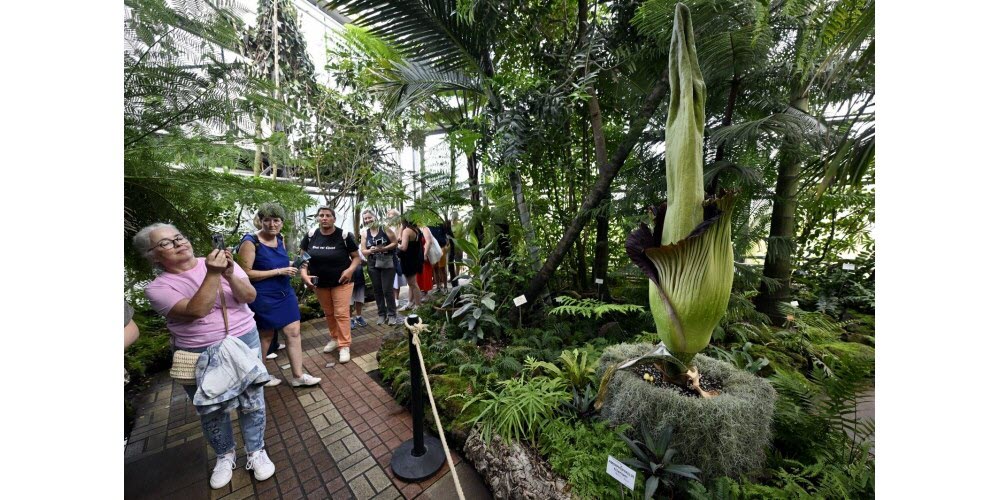 Floraison de "Tintin", qui mesure 216 cm, la plus grande fleur rare au monde le "Pénis de Titan" ou "Amorphophallus Titanum" qui s'ouvre lentement dans une serre du jardin botanique de Nancy. Photo Alexandre Marchi