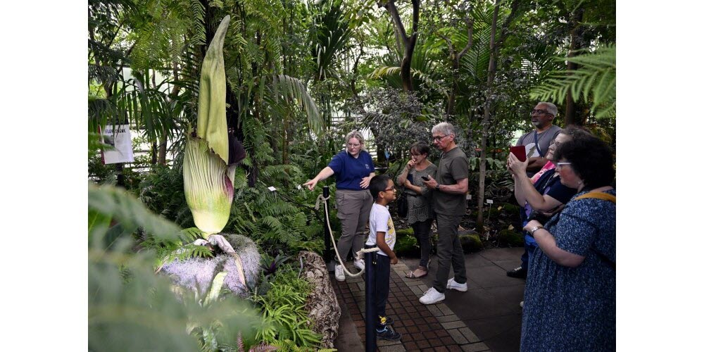 Floraison de "Tintin", qui mesure 216 cm, la plus grande fleur rare au monde le "Pénis de Titan" ou "Amorphophallus Titanum" qui s'ouvre lentement dans une serre du jardin botanique de Nancy. Photo Alexandre Marchi