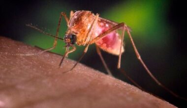 Santé: le virus du Nil occidental met la Suisse en alerte
