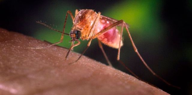 Santé: le virus du Nil occidental met la Suisse en alerte