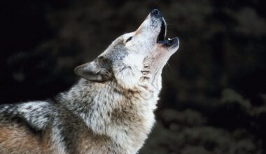 Aux États-Unis, cette scène culte du film « Marriage Story » est utilisée pour éloigner les loups des troupeaux