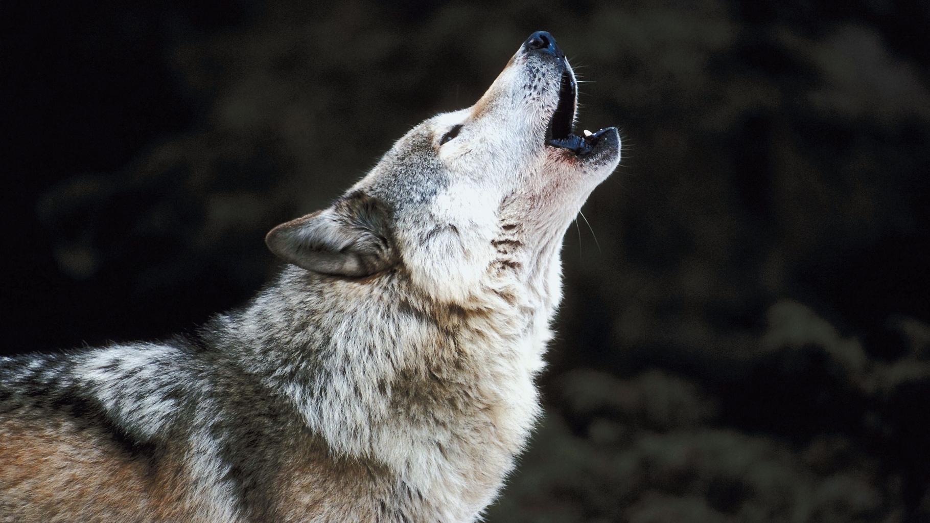 Aux États-Unis, cette scène culte du film « Marriage Story » est utilisée pour éloigner les loups des troupeaux