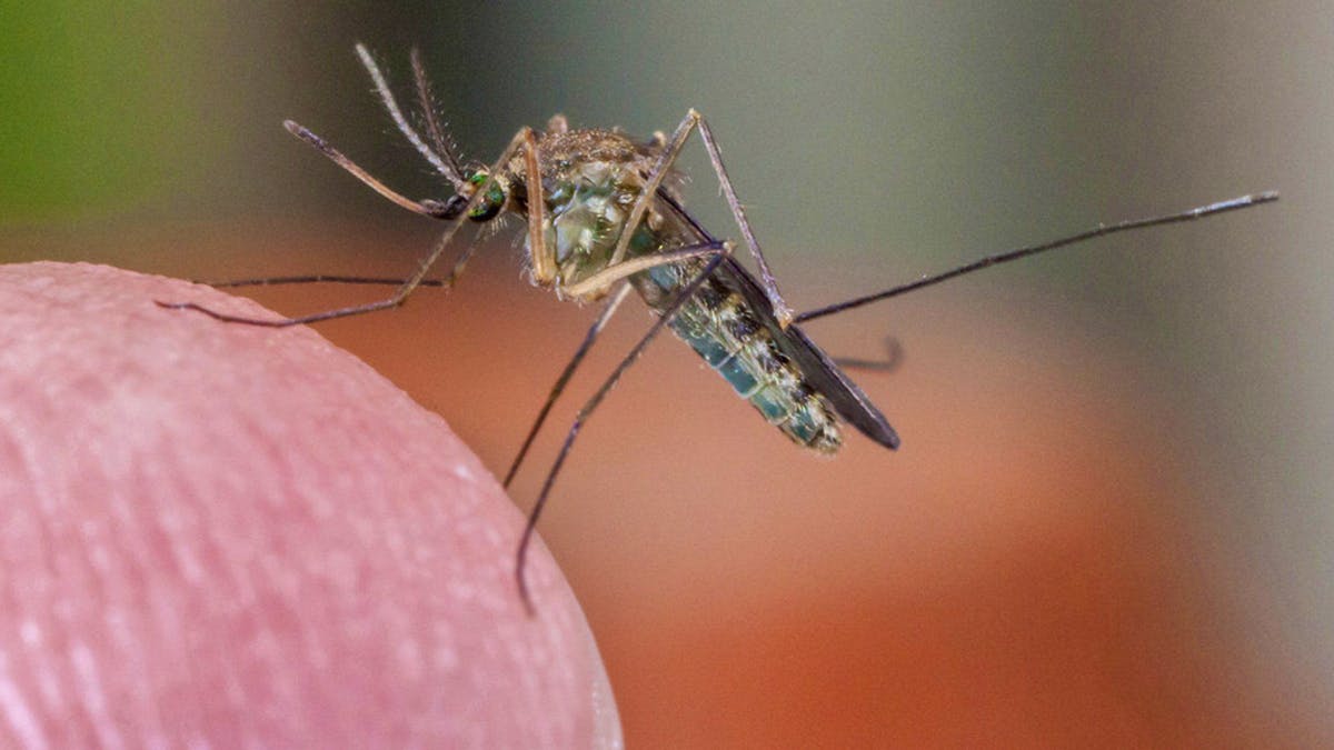 Virus du Nil occidental : le Luxembourg en alerte