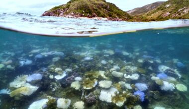 La Grande Barrière de corail subit le plus grand blanchissement jamais observé