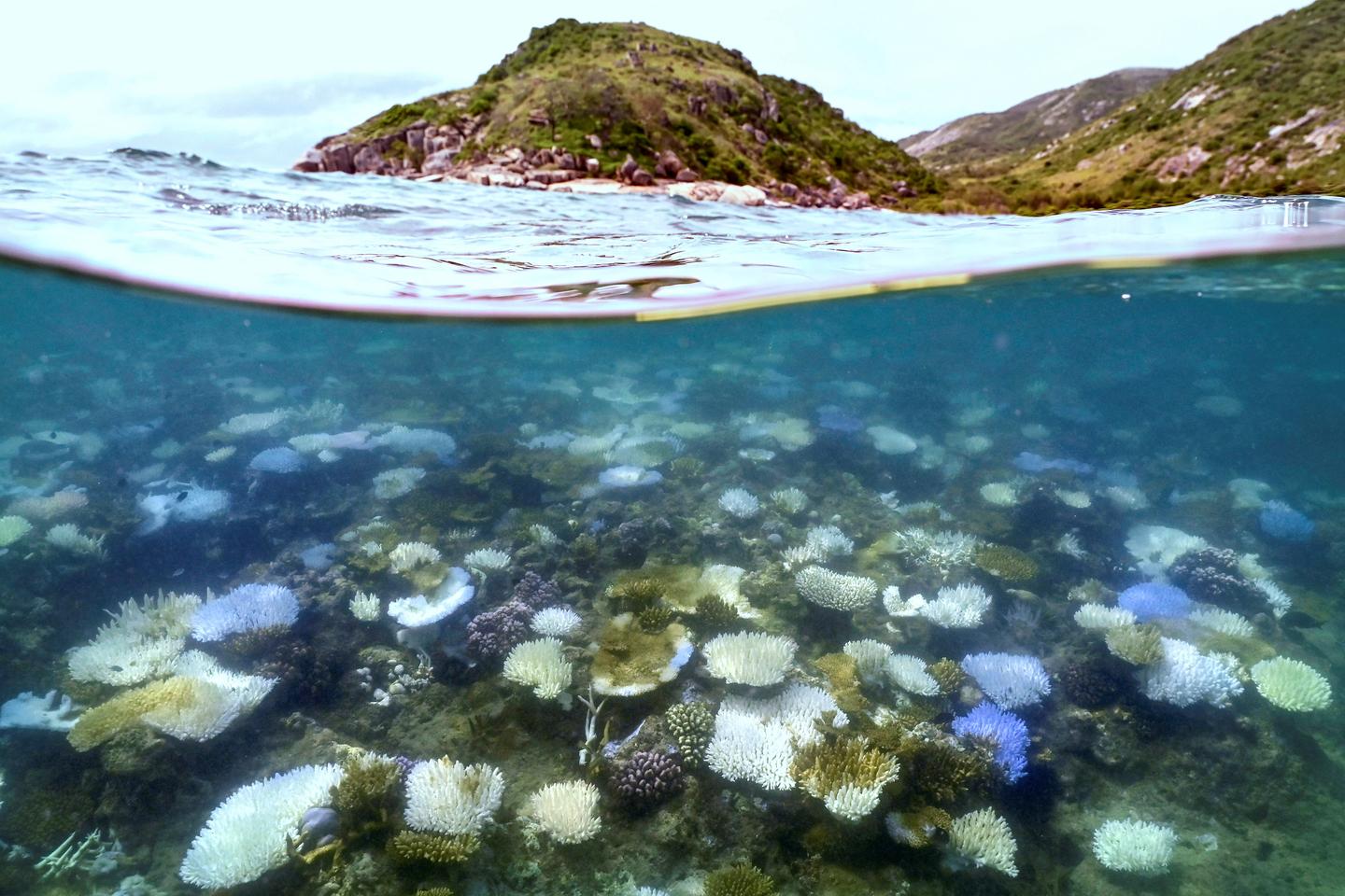 La Grande Barrière de corail subit le plus grand blanchissement jamais observé