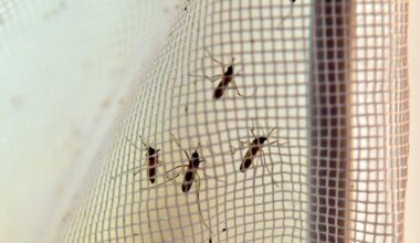 Le chikungunya progresse dans cette commune de l’Hérault : l’ARS procède à une troisième démoustication