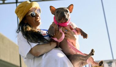 Petunia, un bouledogue français, élue chien le plus laid du monde (avec un beau message)