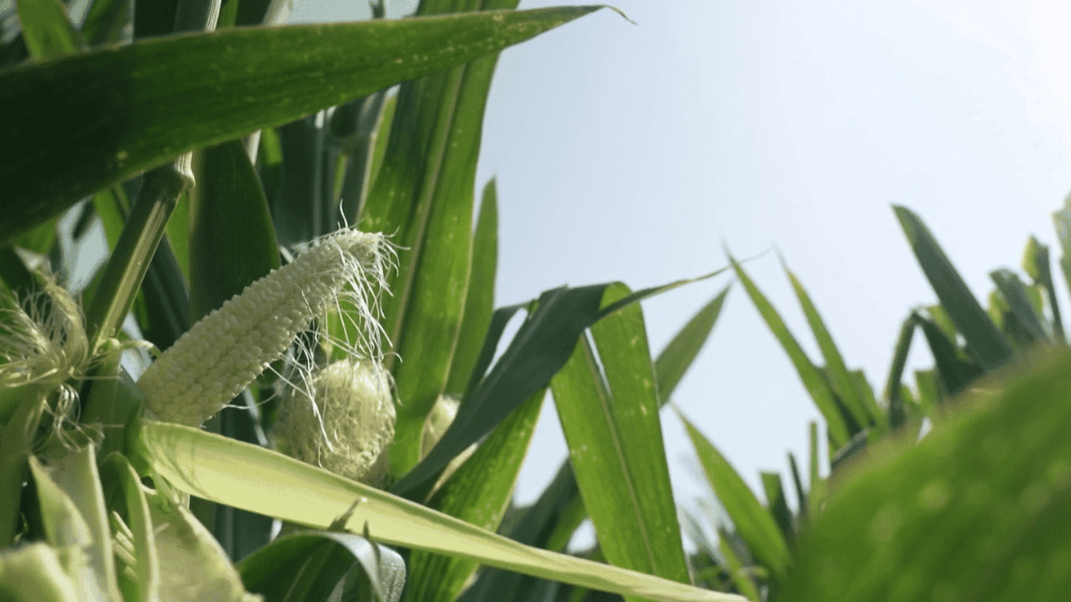 les agriculteurs en première ligne