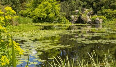 une forêt conçue pour rêver