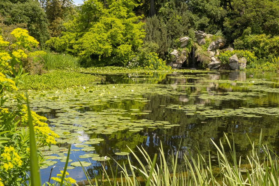 une forêt conçue pour rêver