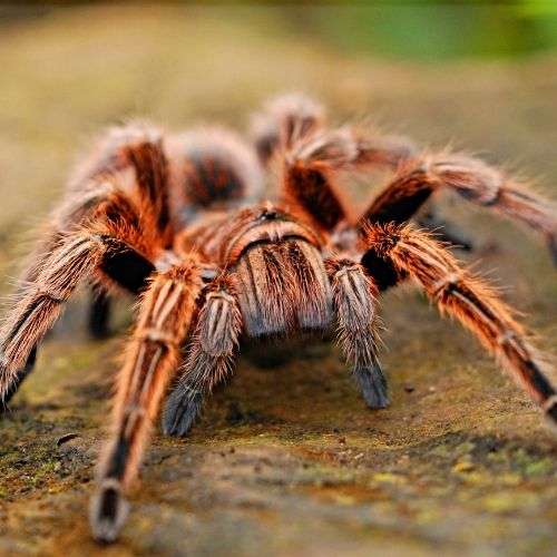 Une araignée