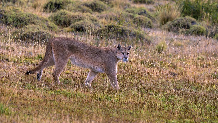 Un puma l’attaque par derrière : une fillette de 11 ans mordue par l’animal qui poursuit ensuite d’autres membres de la famille dans la maison