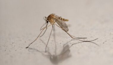 Deux premiers cas autochtones du virus du Nil occidental détectés en Ile-de-France, sept au total dans l'Hexagone