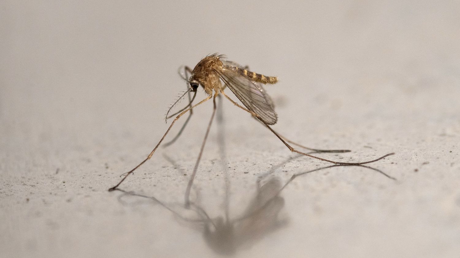 Deux premiers cas autochtones du virus du Nil occidental détectés en Ile-de-France, sept au total dans l'Hexagone