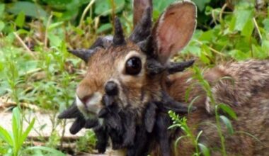 Les autorités préconisent de ne pas s’en approcher : dans le Colorado, des "lapins Frankenstein" avec des tentacules affolent les internautes