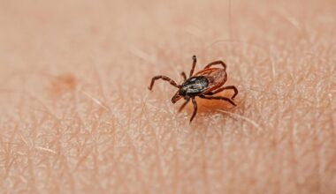 Ce qu’il faut savoir sur les tiques avant de passer vos vacances en pleine nature