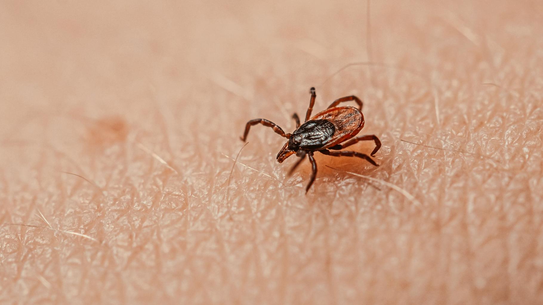 Ce qu’il faut savoir sur les tiques avant de passer vos vacances en pleine nature