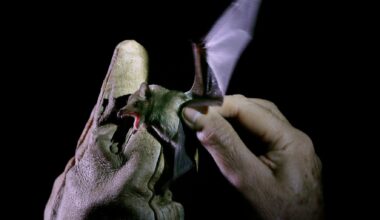 Aux États-Unis, une infestation de chauves-souris a pu exposer à la rage jusqu’à 500 touristes d’un parc national