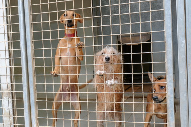 Les chiens attendent avec espoir dans leur box.