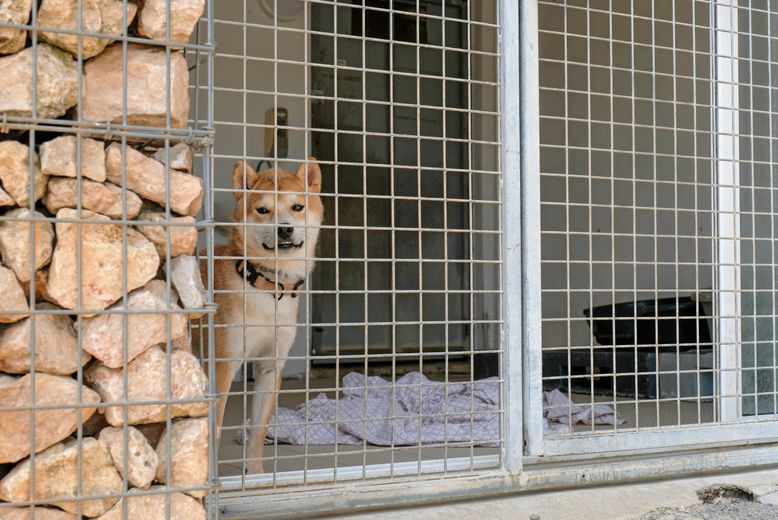 Sushi, le Shiba Inu, n’est pas très facile à vivre pour l’instant.