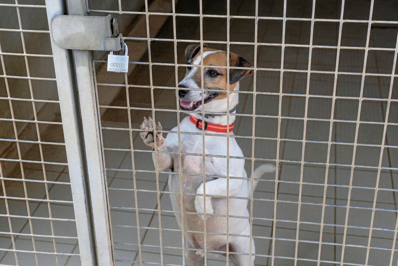 Pepsi, un Jack Russel très dynamique.