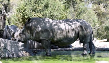 Canicule : sélection d’espèces, bassins, glaçons… comment le zoo de Montpellier s’adapte aux fortes chaleurs